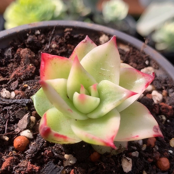 斯特拉锦锦锦锦锦锦锦锦