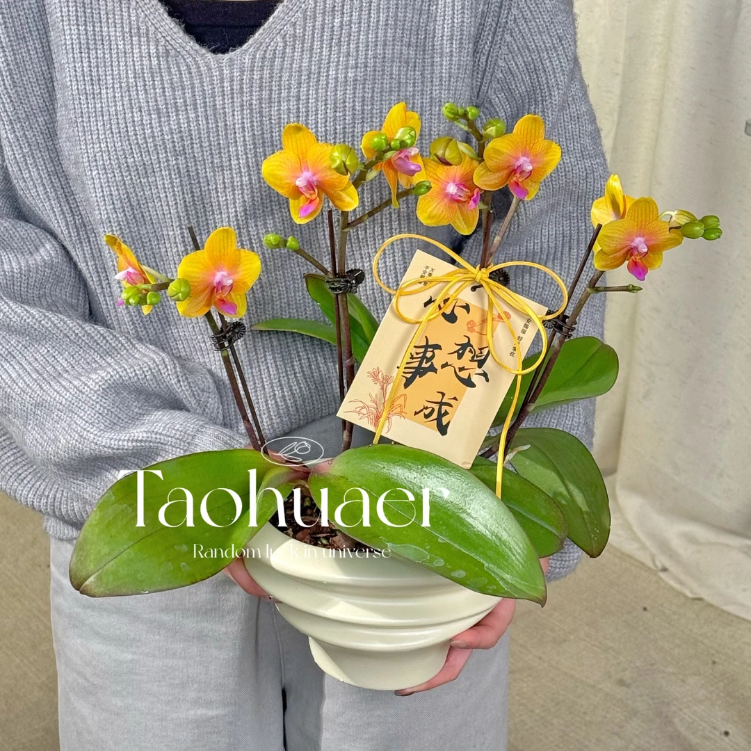 小黄蝴蝶兰专业培育基地盆栽带花苞绿植室内好养