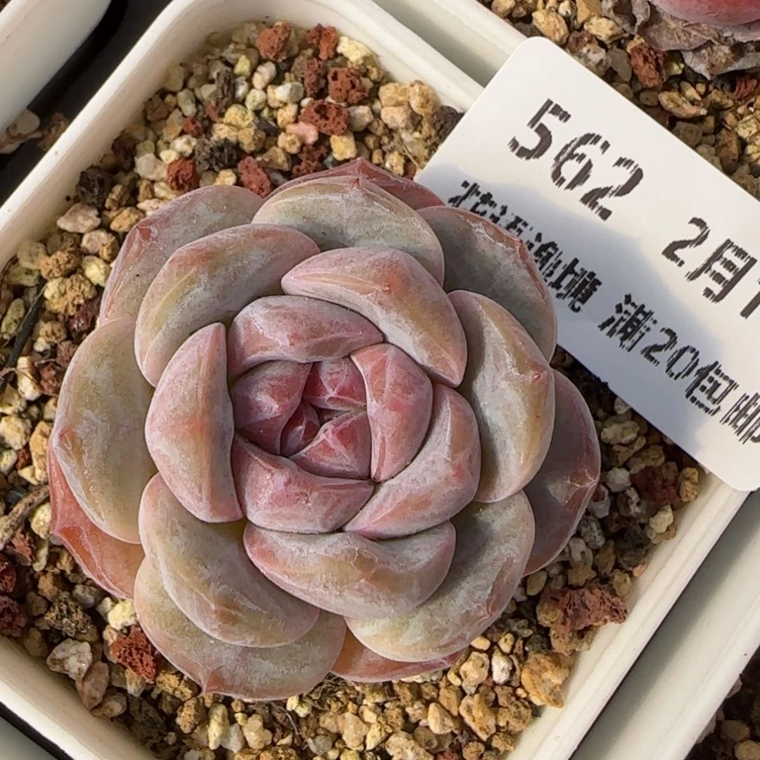 花语逸镜0213-562