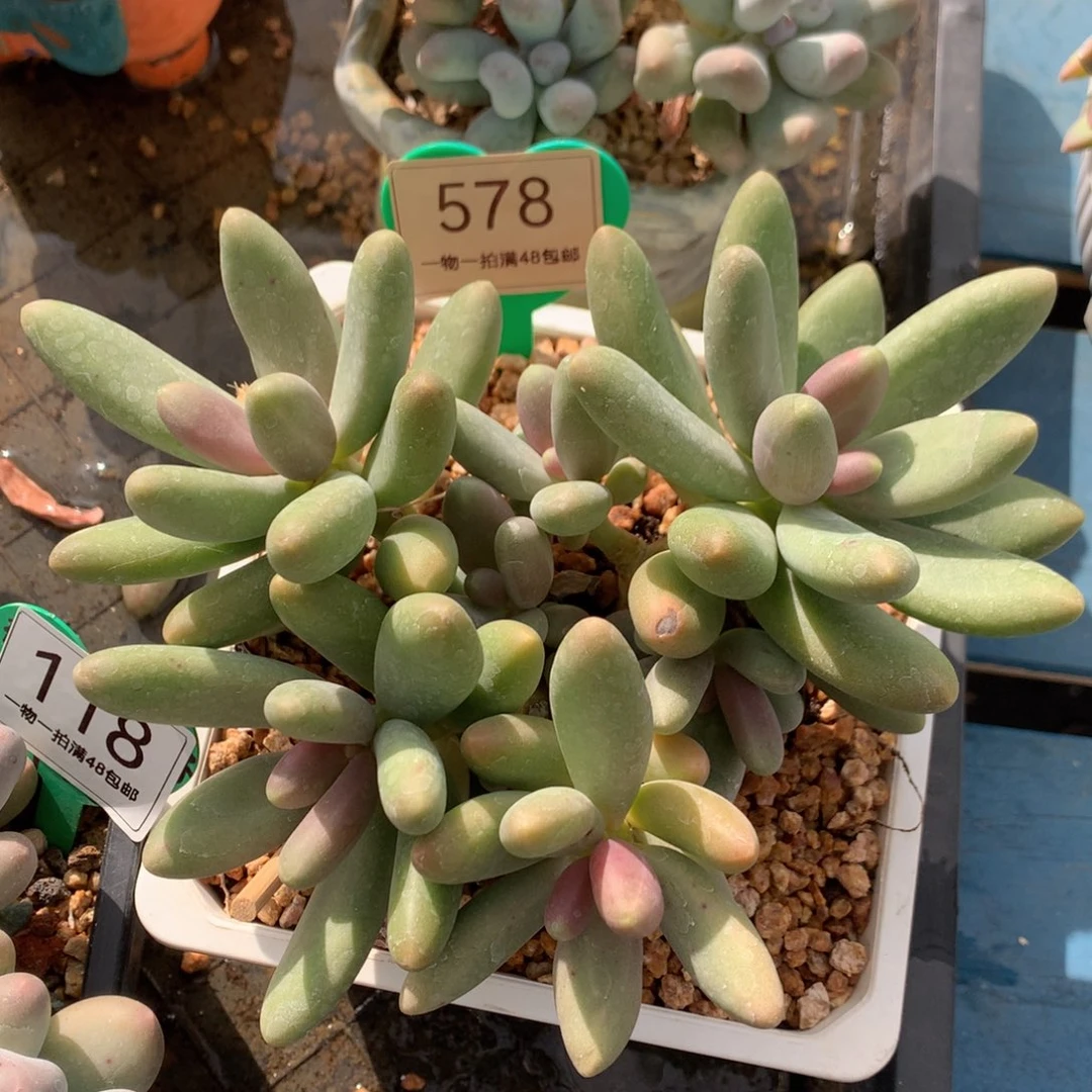 糖果美人老桩无砍578