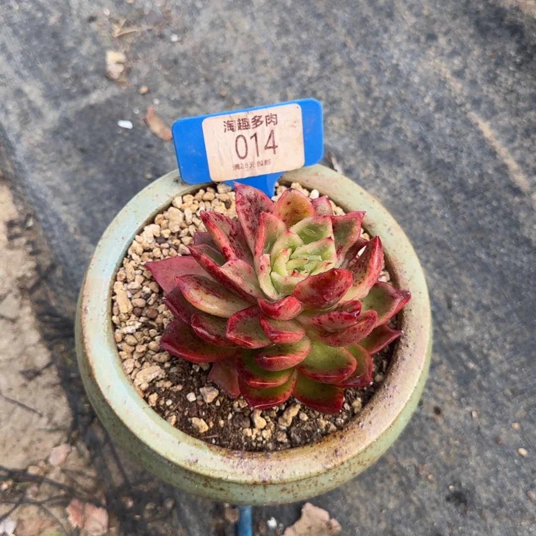 多肉植物红腥1234