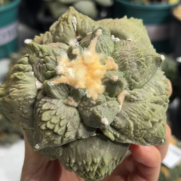 273 脱土带根发货