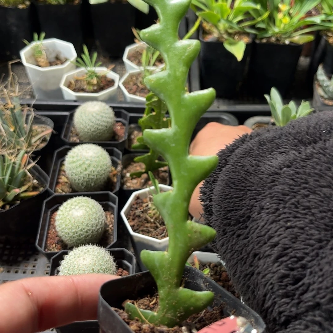 鱼骨昙花单头发货单头