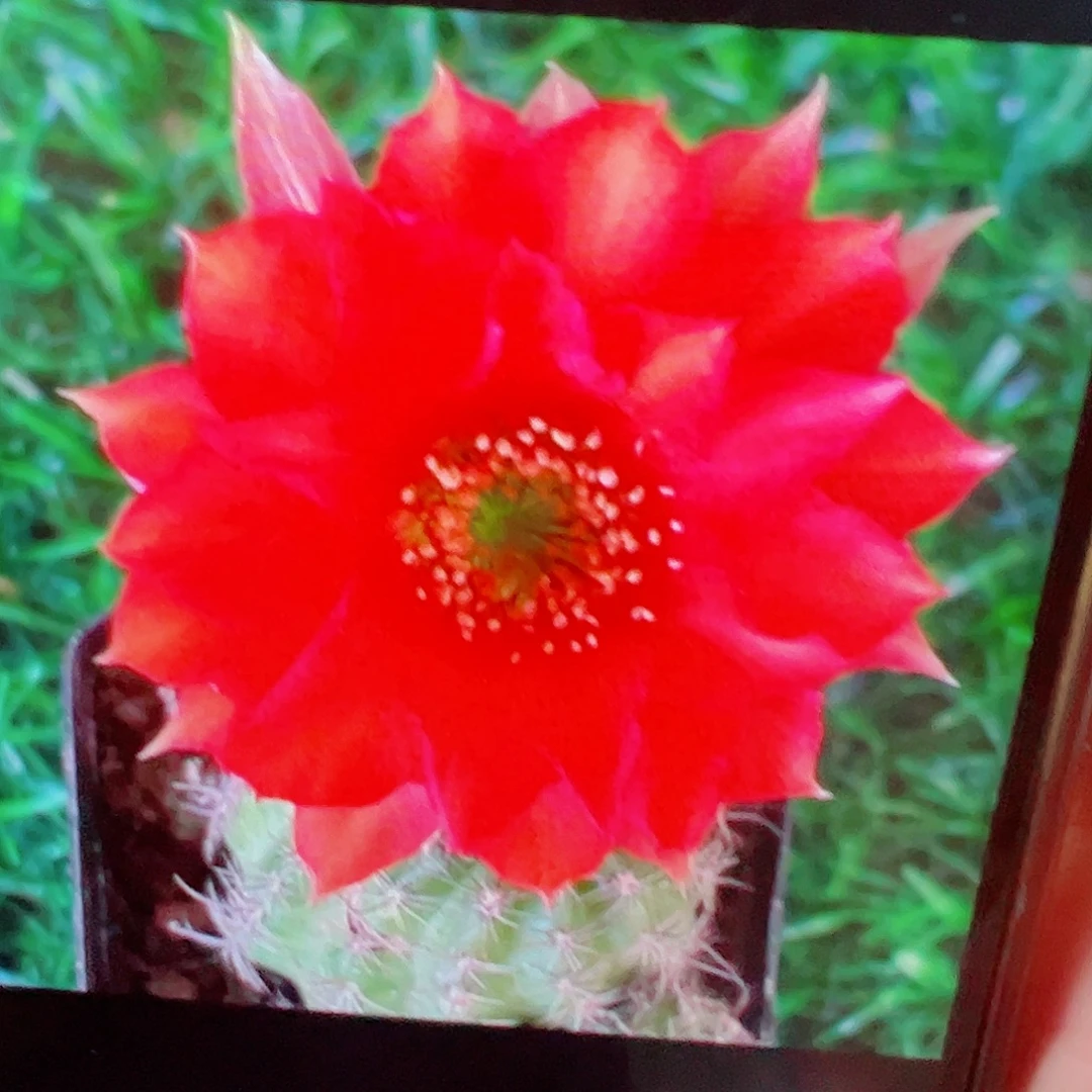 丽花 红荷花 有根 满20包邮