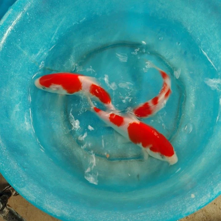 海水鱼顺丰包邮开箱包活1