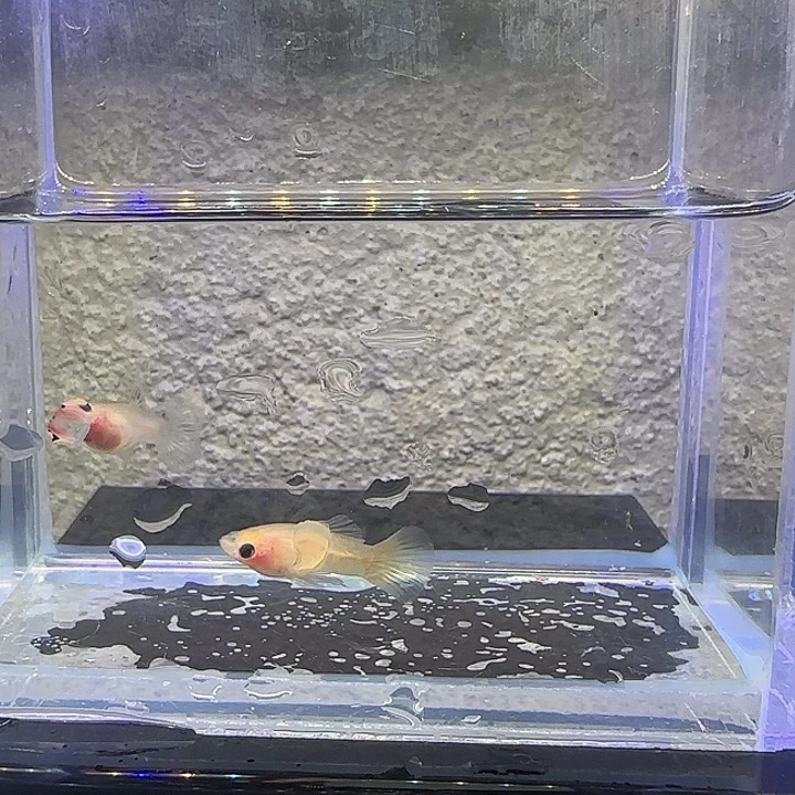 孔雀鱼蛇纹粉猫。45号