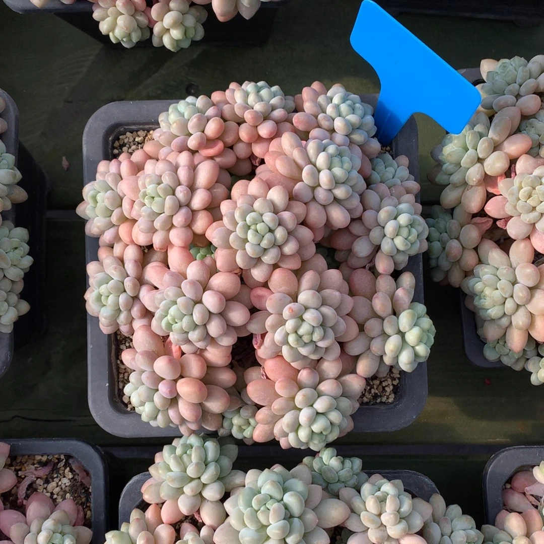 鱼子酱 多头 满盆 一颗