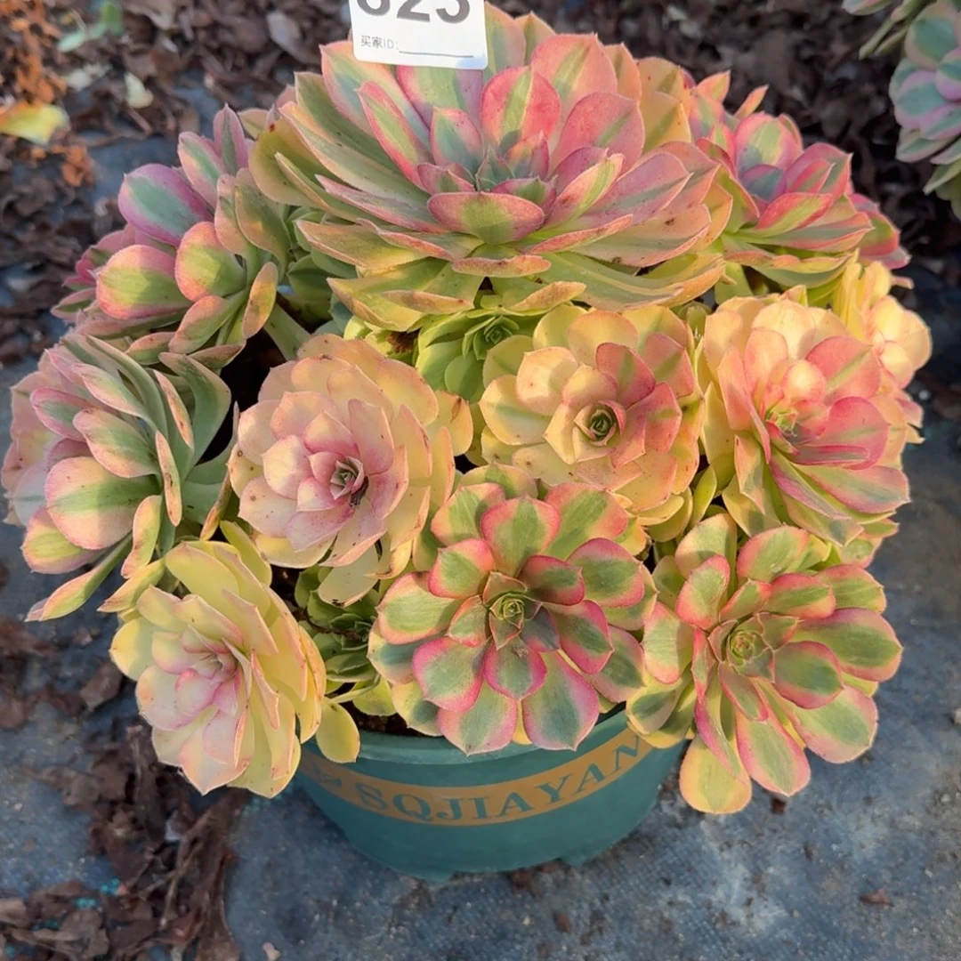 823大雨河多肉植物福利