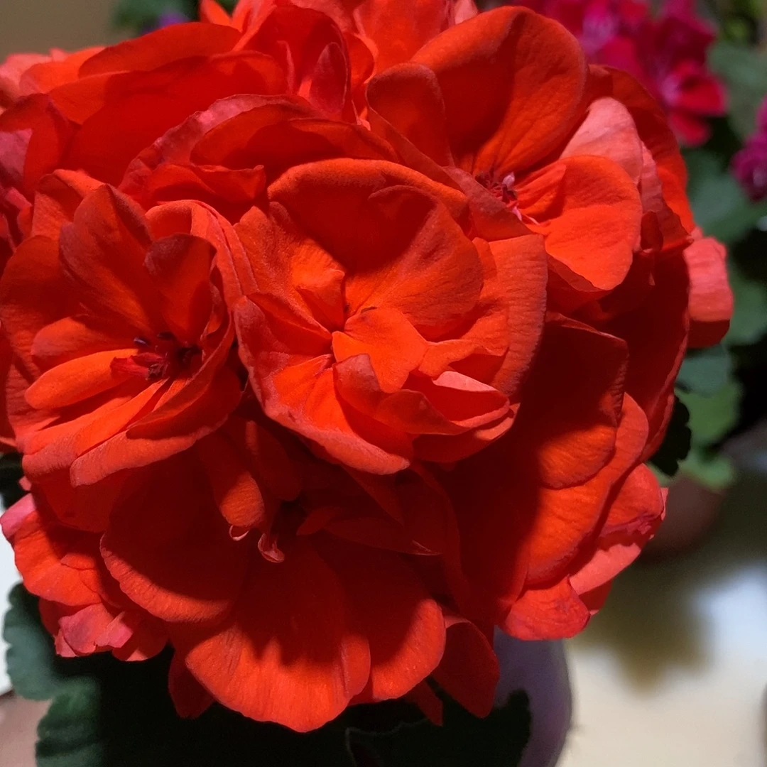 无花朵【橙色浪漫】