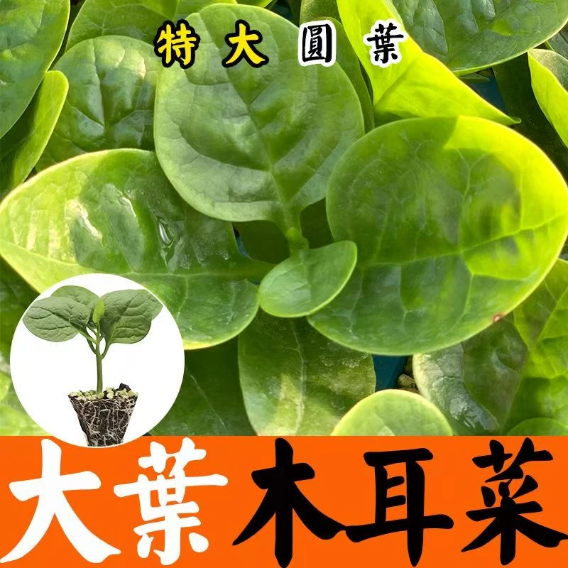 大圆叶木耳菜苗爬藤高产巨好活穴盘育苗家庭阳台庭院种植