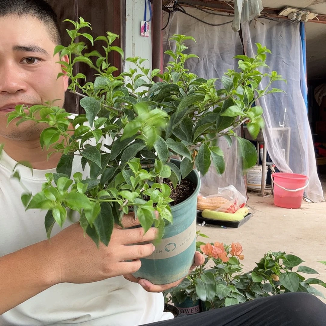 无花朵三角梅28号