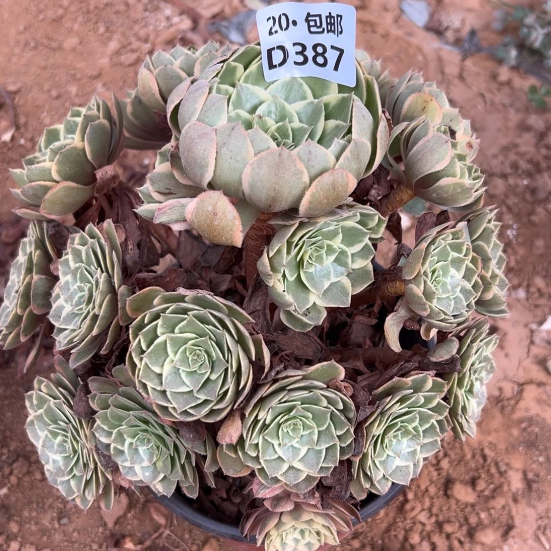 387粉花妖，多肉法师