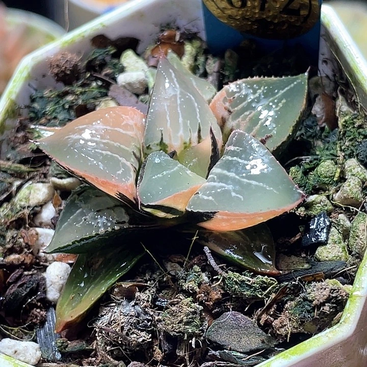 872酒吞锦特选福利