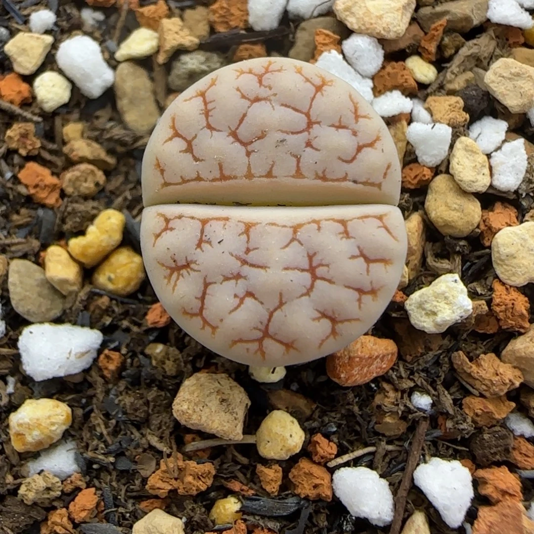 242 生石花大棚直播