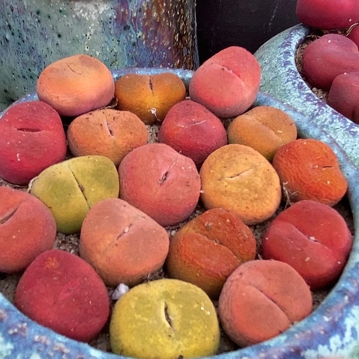 彩色桃子一颗   1.5厘米以上