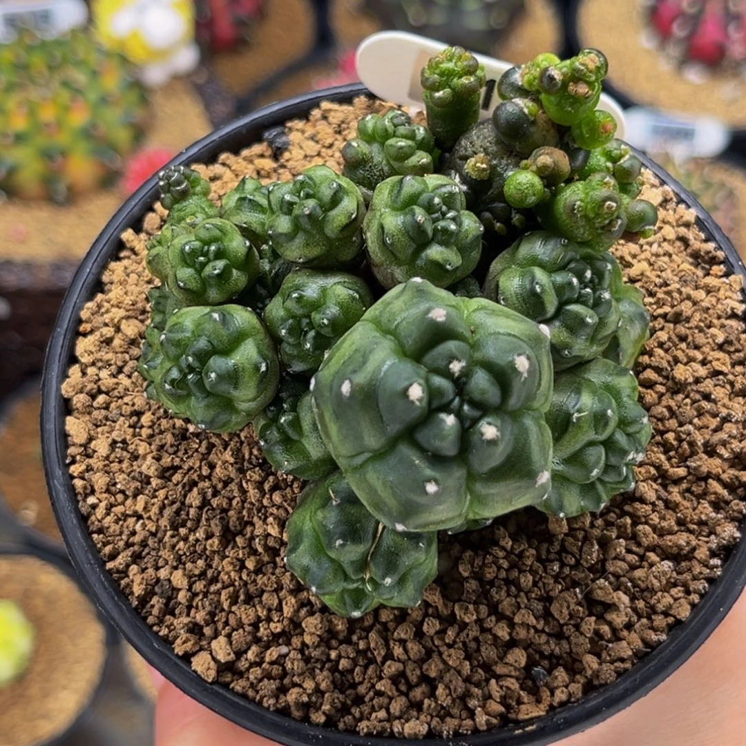 五棱 龟甲 无刺 米哈仙人球