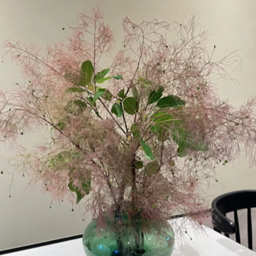 雾中情人高级跳舞配草全店任意2单冷链包邮