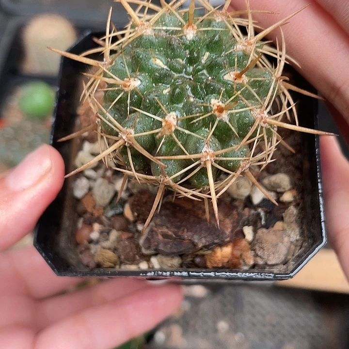 312登阳丸仙人球植物