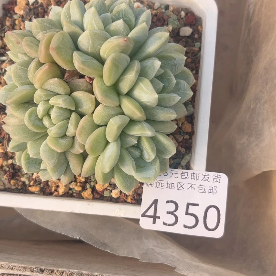 。*笑4350j j j j j j j