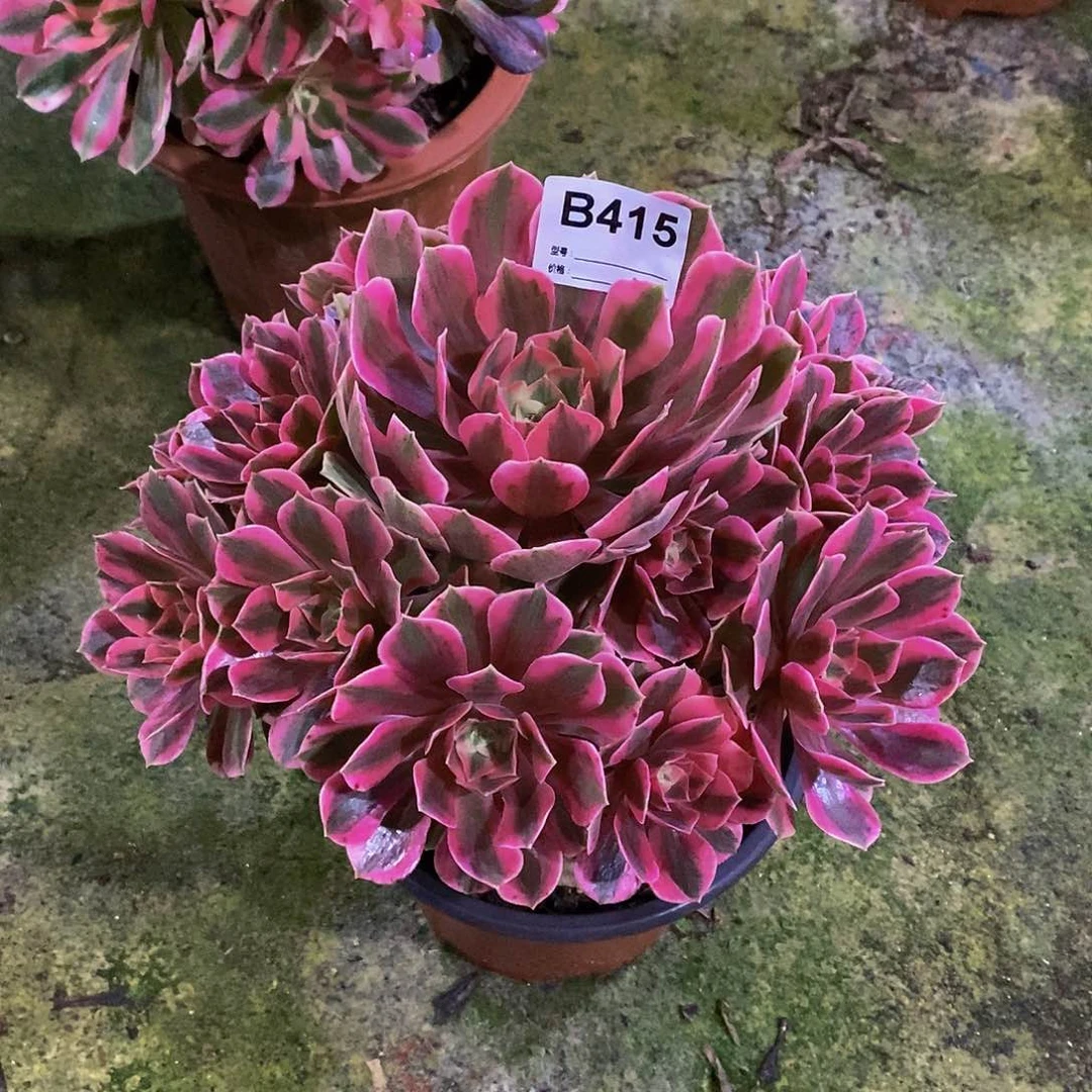 用****9女妖多肉植物415