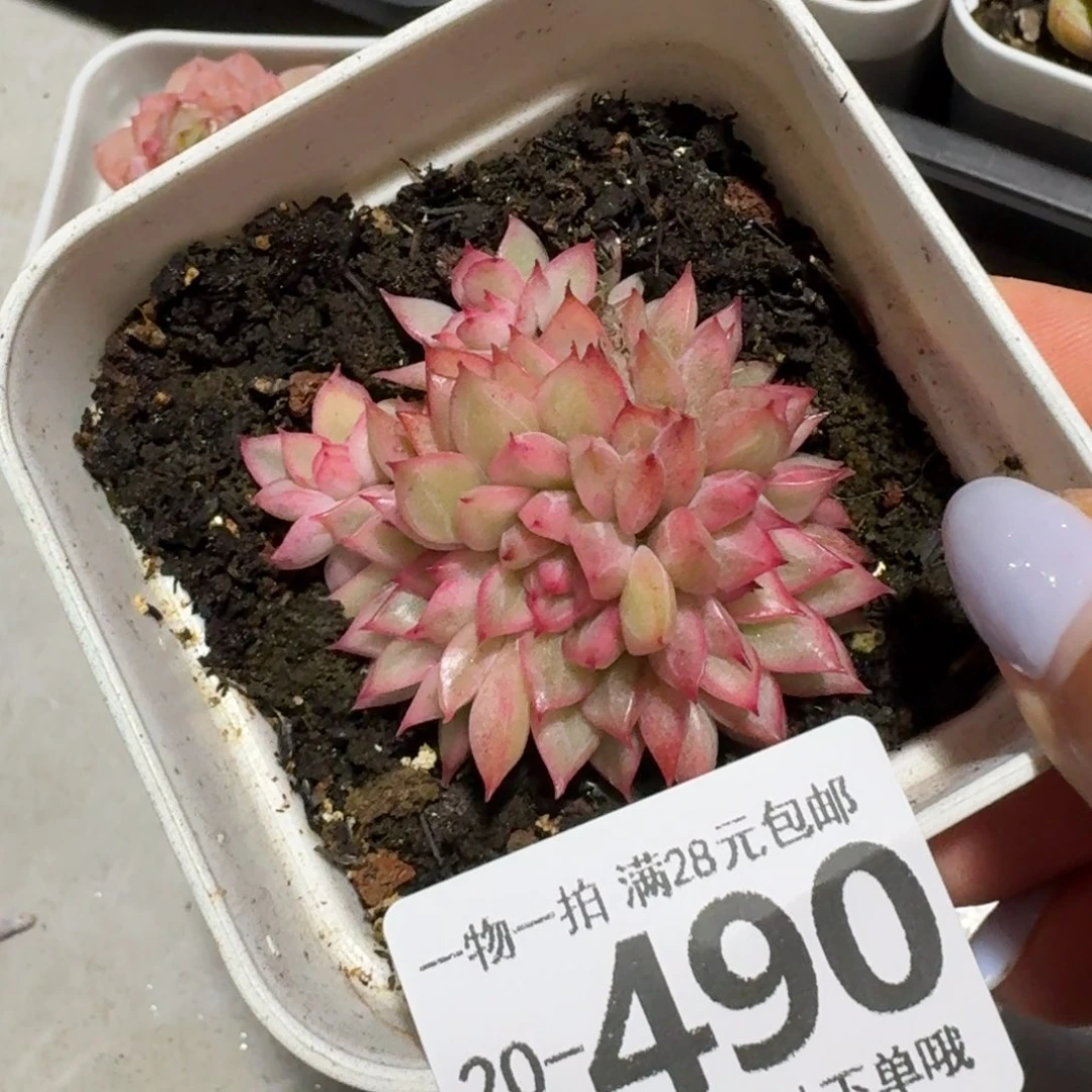 女雏锦无盆土发货无