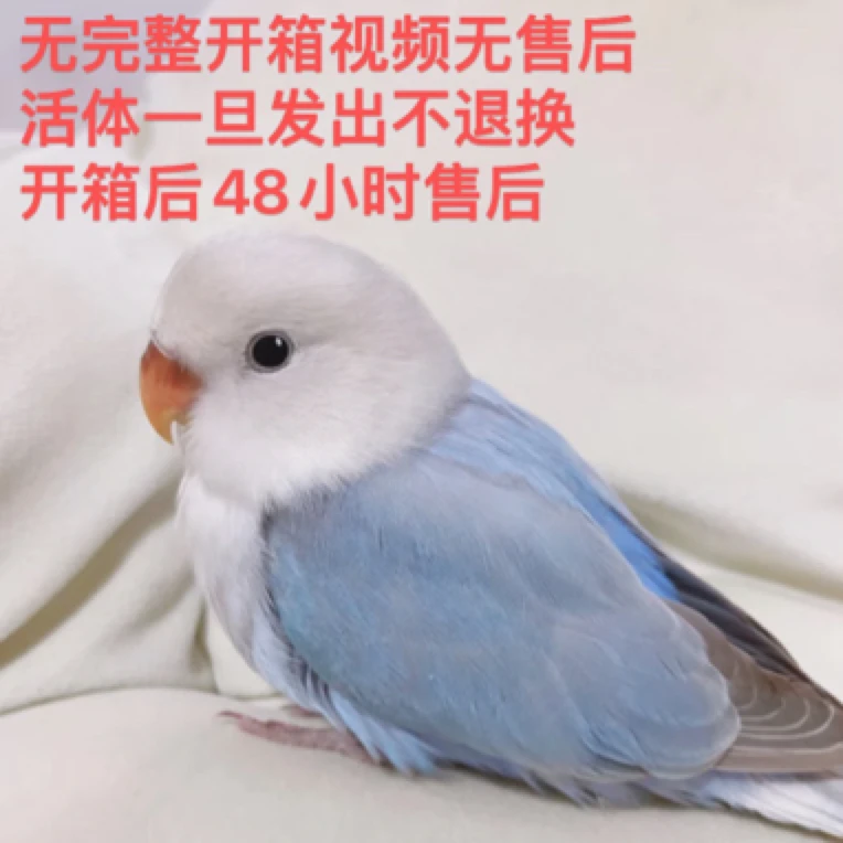鹦鹉活体牡丹幼鸟宠物鸟