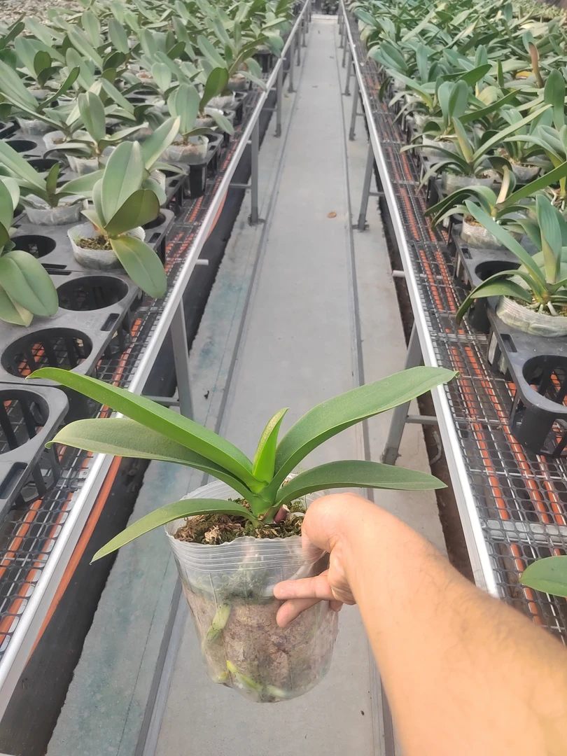 【幻影】蝴蝶兰 无花剑 5寸杯 剪过春梗