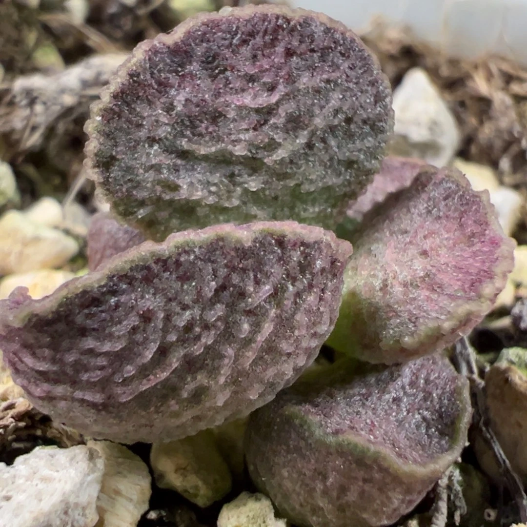 实生新品多肉植物水泡多肉植物
