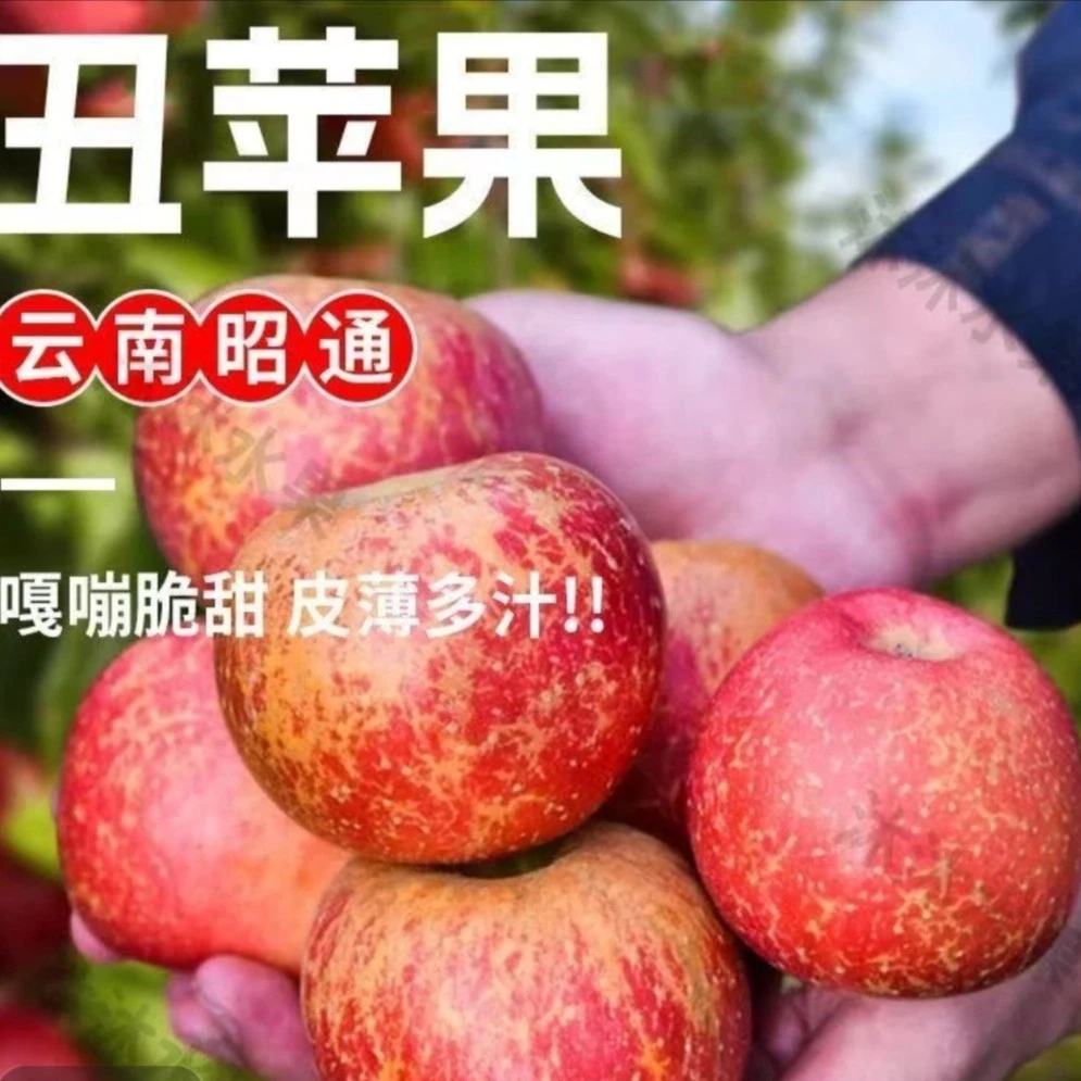 云南高山丑苹果新鲜现摘现发脆爽酸甜水果