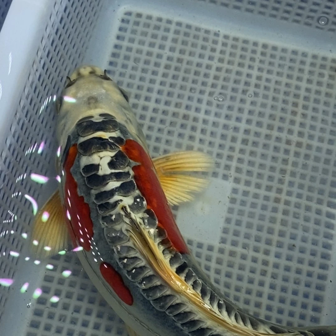 锦鲤冷水锦鲤包邮