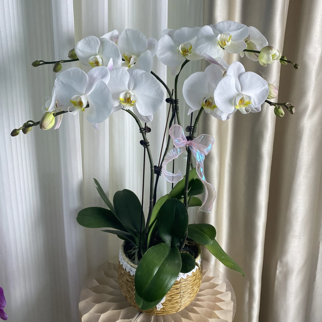 大白 白色 大花型 精品蝴蝶兰 紫色花型 室内精品观赏