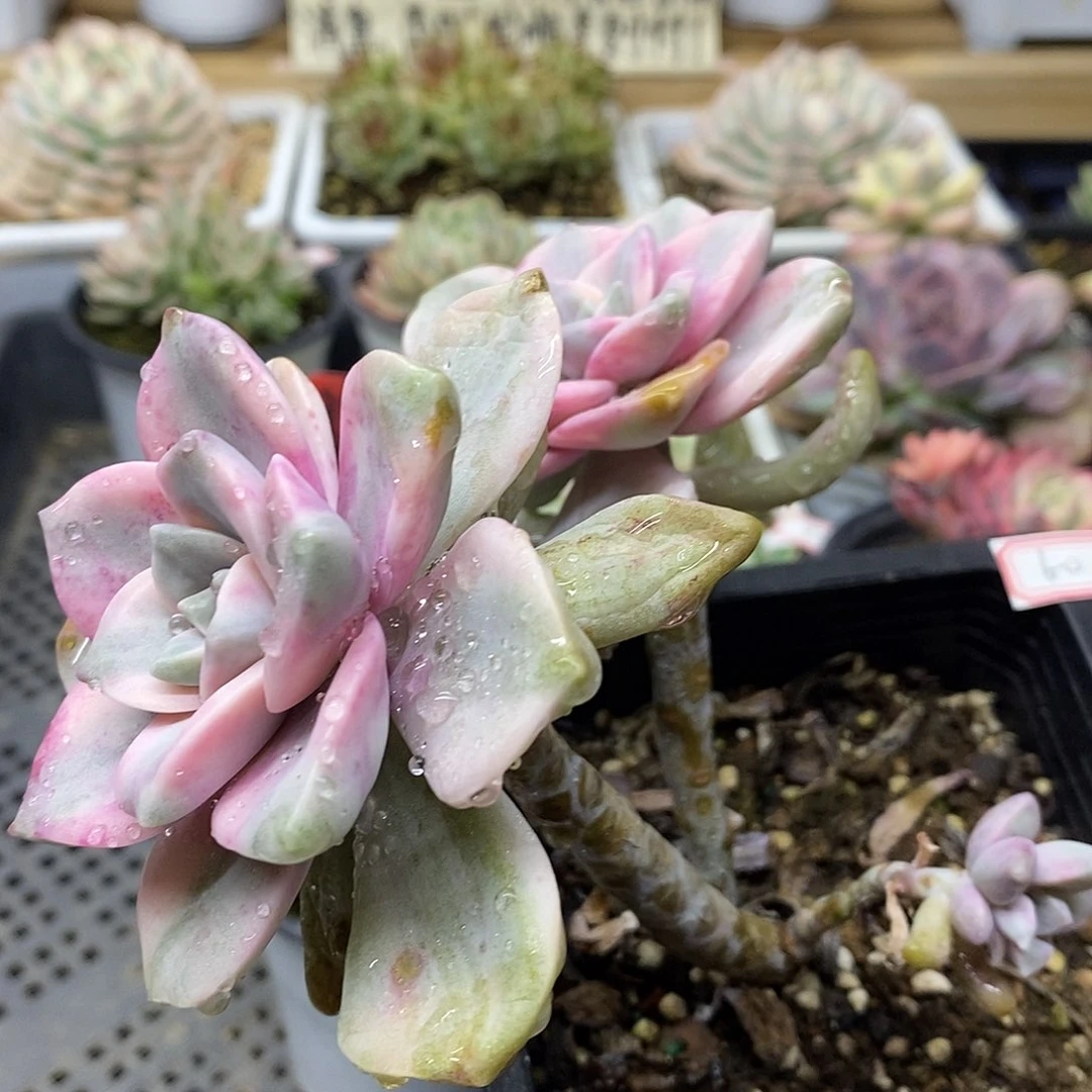 2160 老桩紫乐锦自然群 需延时发货