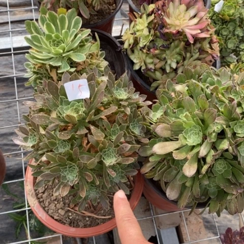 用****8多肉植物组合拼盘15