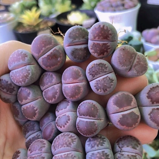 无花朵1173，1.6-2厘米如图22颗