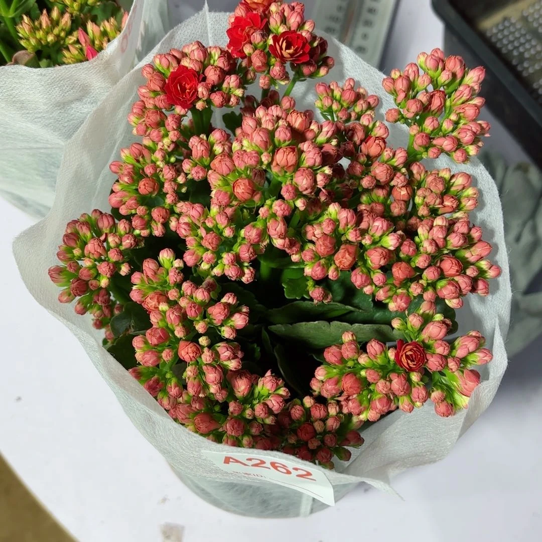A262红狐狸长寿花一颗