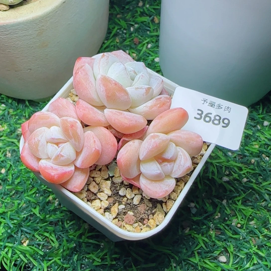 冰玉无砍，3689多肉植物