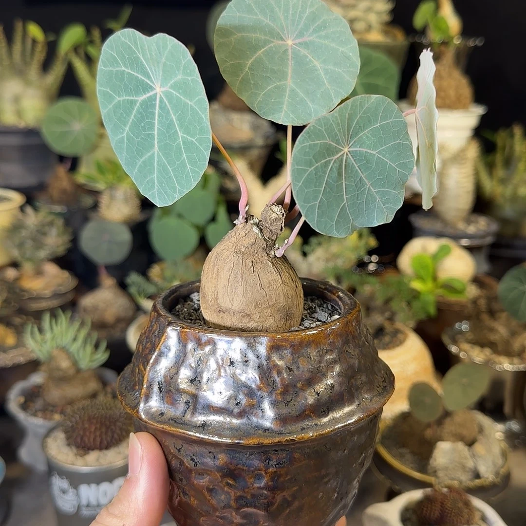 一物一拍老家一叶龟78