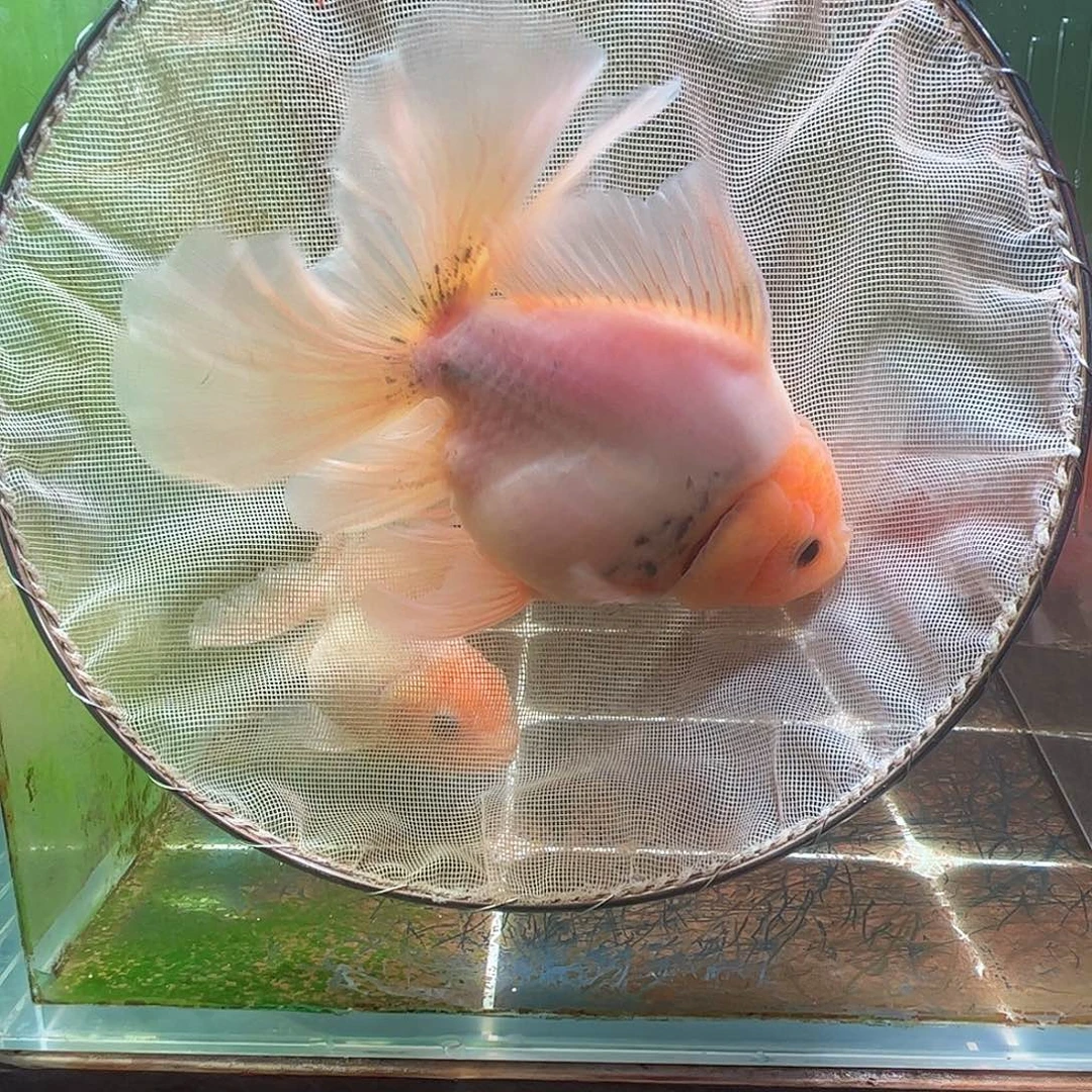 金鱼百褶泰狮压成