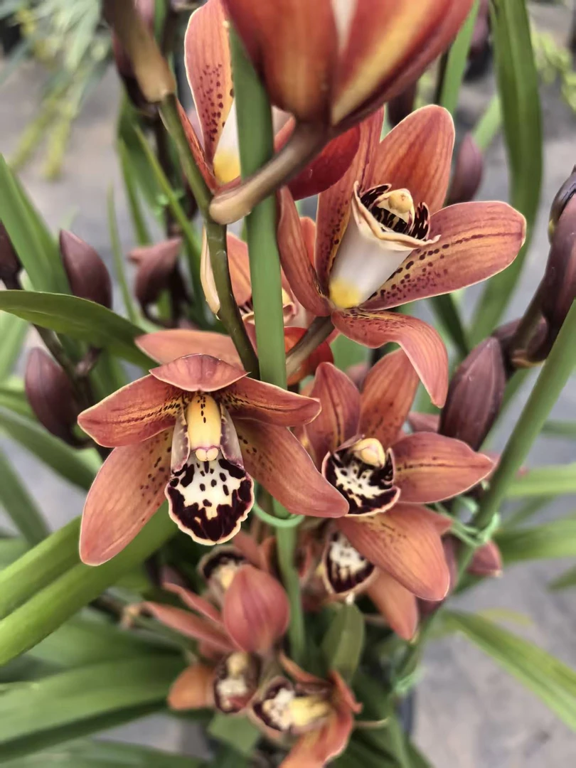 盆栽大花蕙兰（火凤凰）