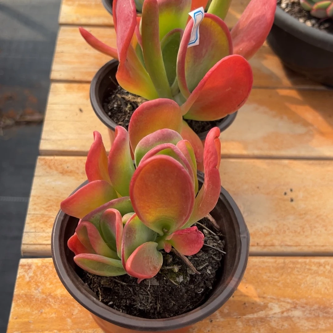 多肉植物小群火狐狸