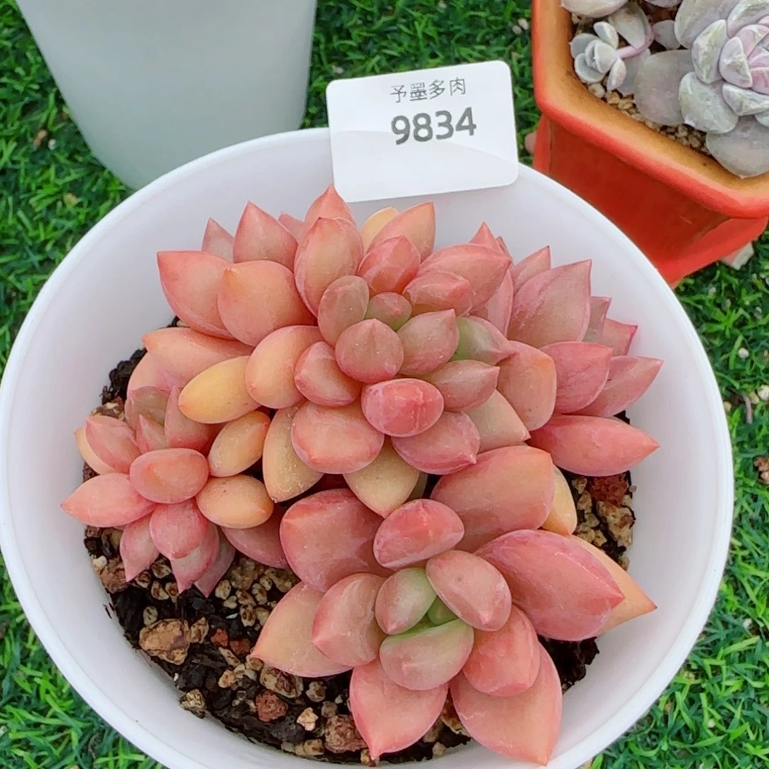 桃花源小树，9834多肉植物