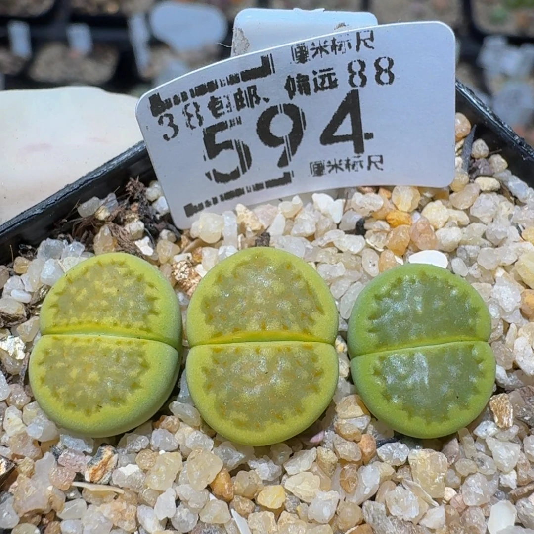 zzzzz精品生石花594大窗