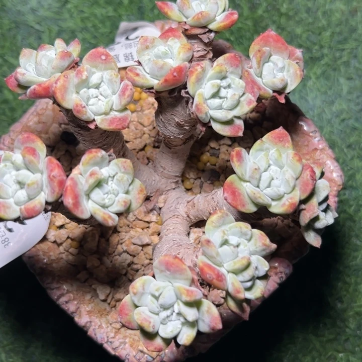 一物一拍法瑞诺沙2810