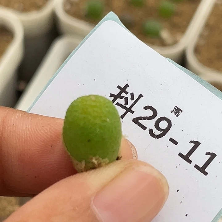 29-11玉米多肉植物