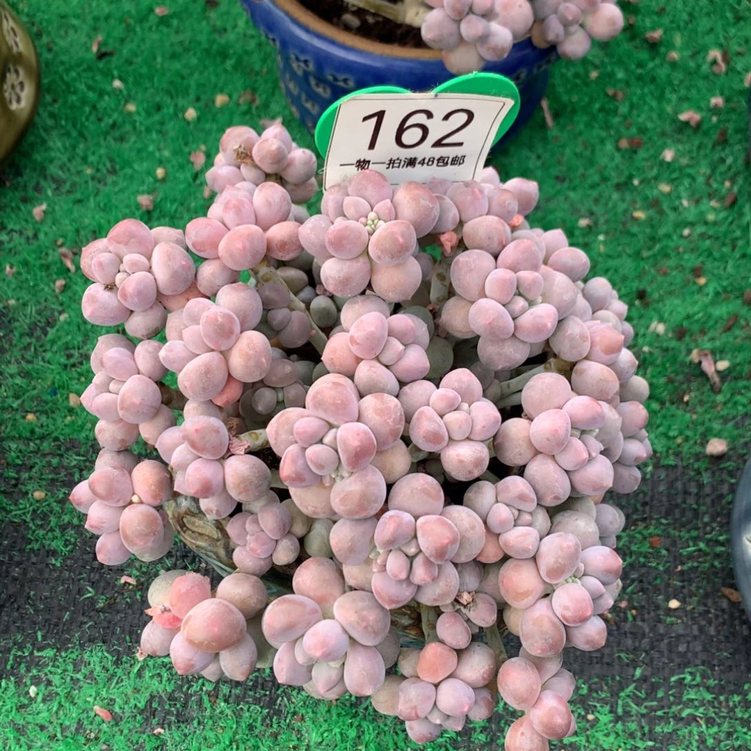 丸叶星黛露无砍平头162