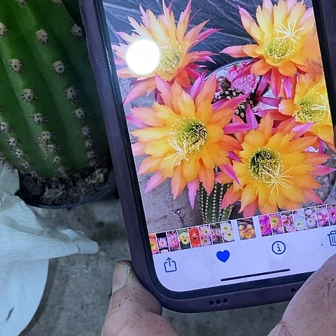 超级杏仙人球，257990