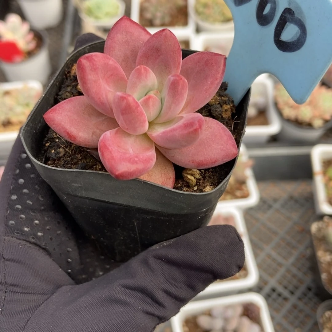 500赫菲多肉植物保护