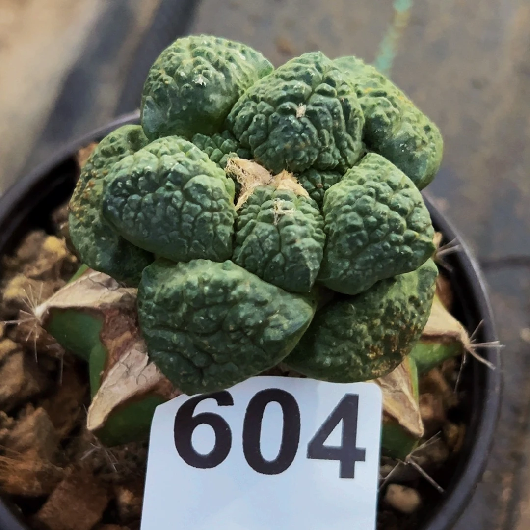 无花朵福利连山牡丹604