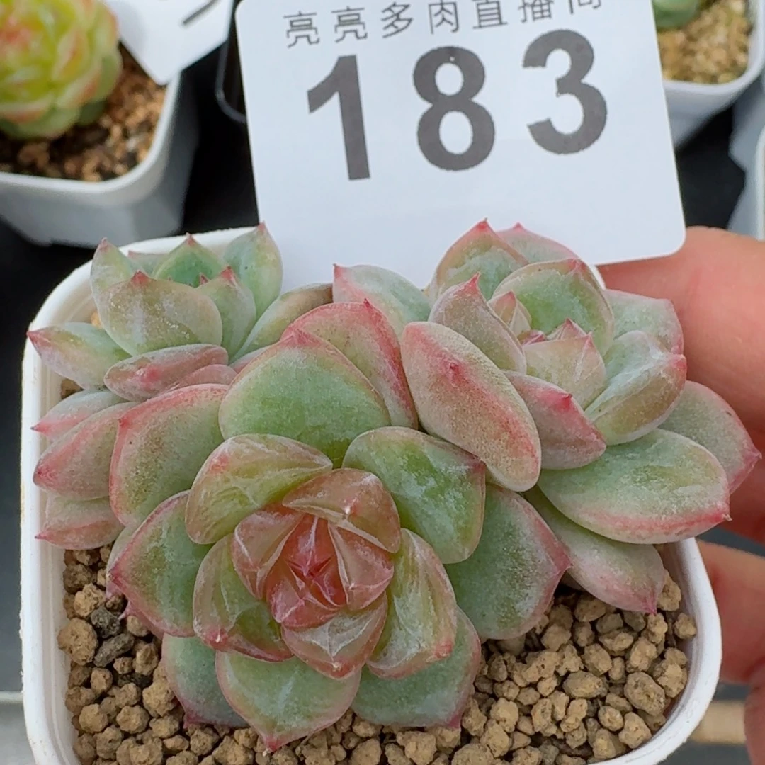 海洋之心群生            精美多肉植物