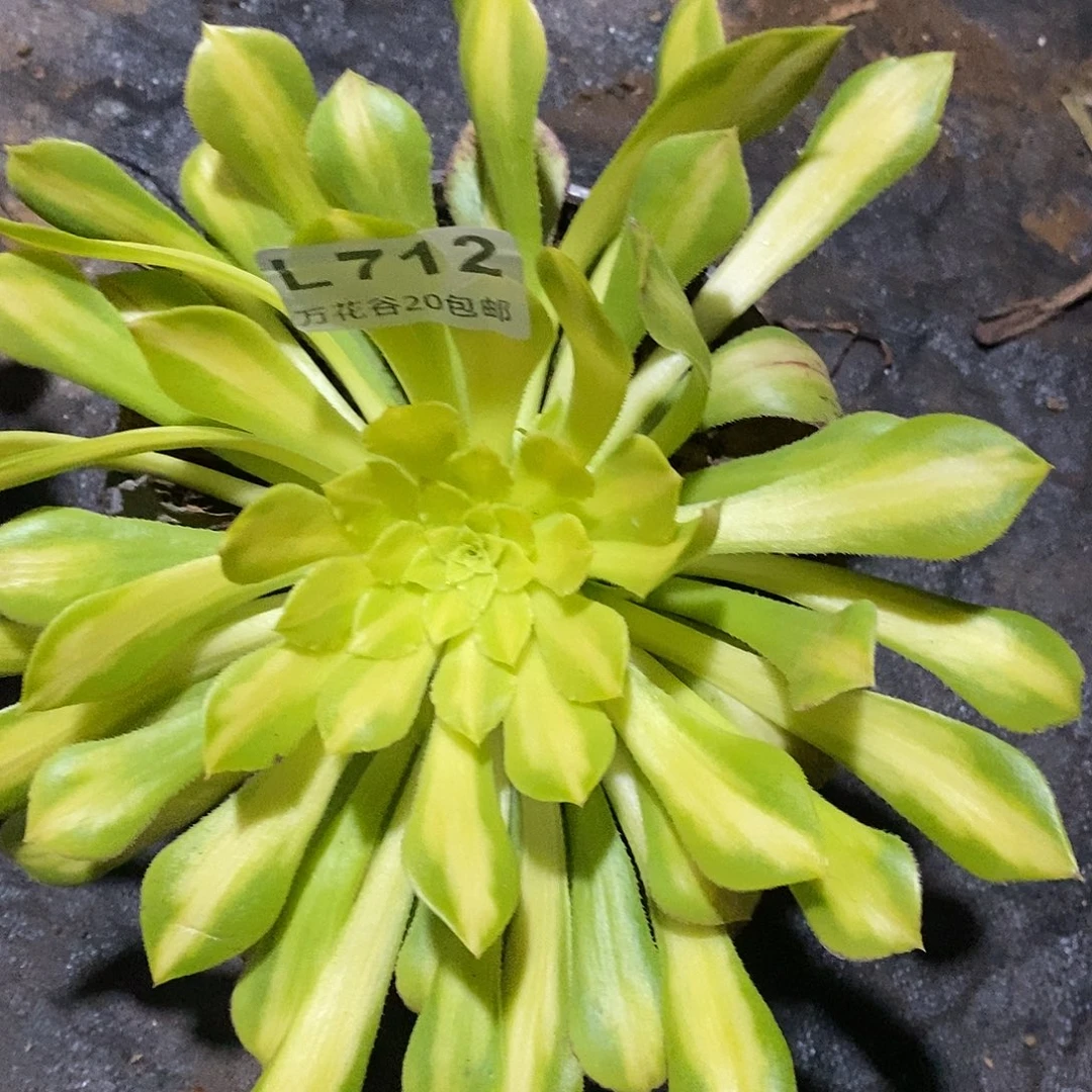 712颜如玉满崽15厘米多肉植物量拍